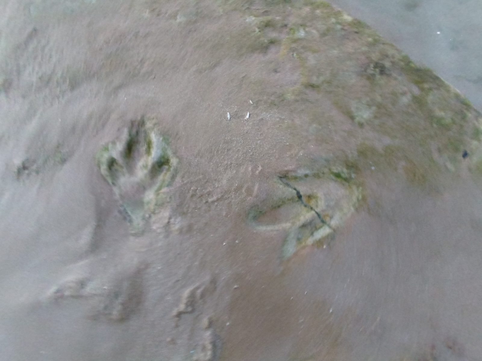 Dinosauří stopy ve skále na pobřeží u Anzy